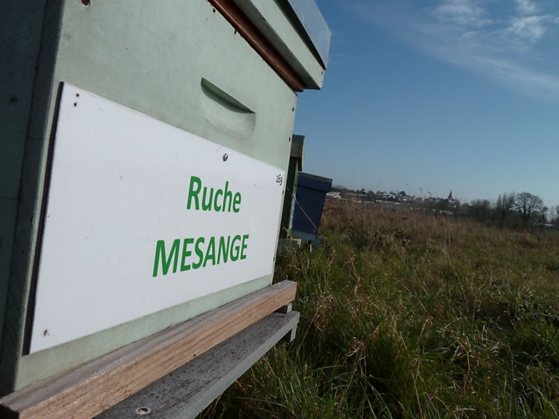 La ruche Mésange