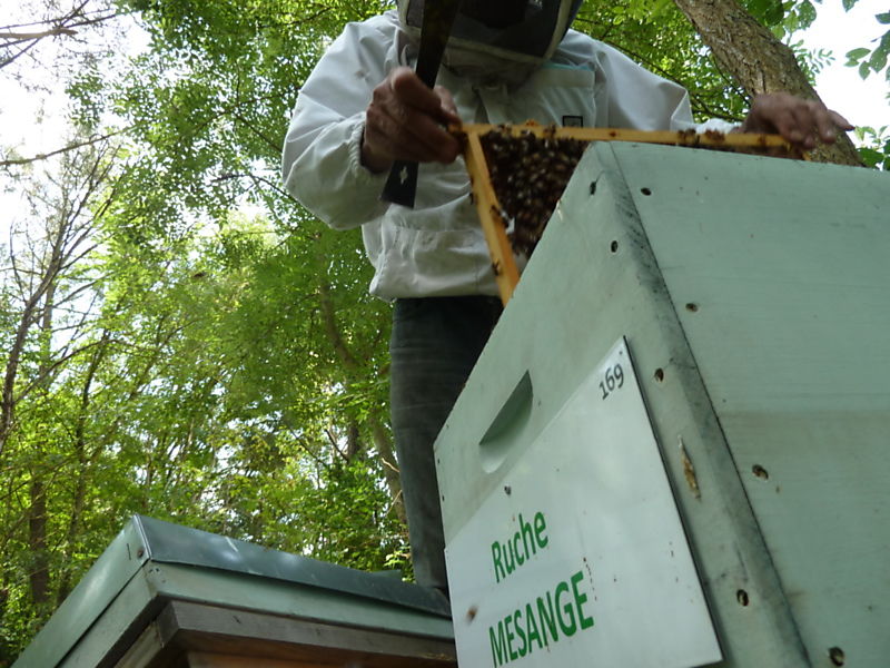 La ruche Mésange