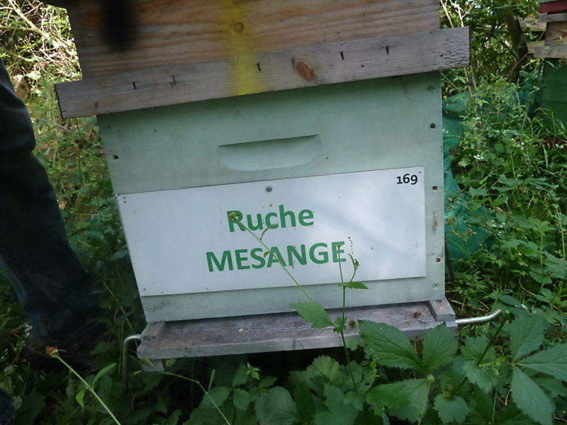La ruche Mésange