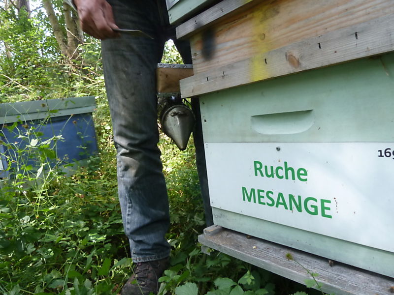 La ruche Mésange