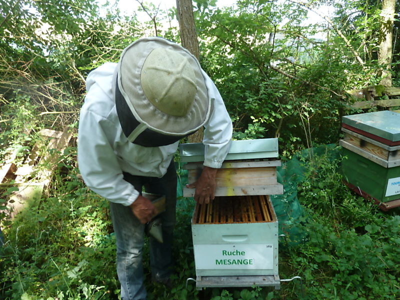 La ruche Mésange