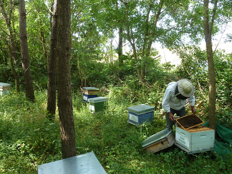 La ruche Mésange