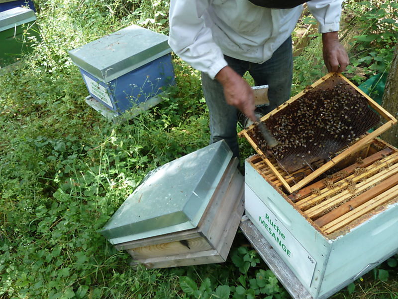 La ruche Mésange