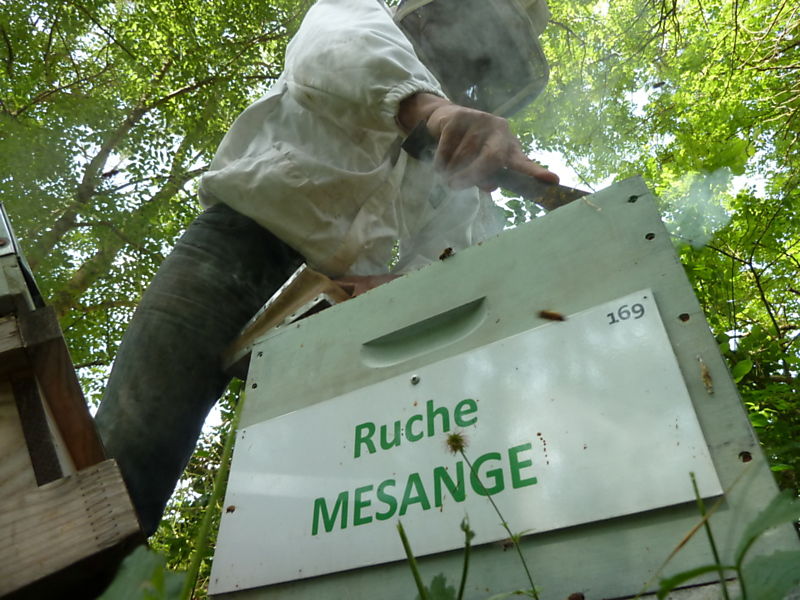 La ruche Mésange