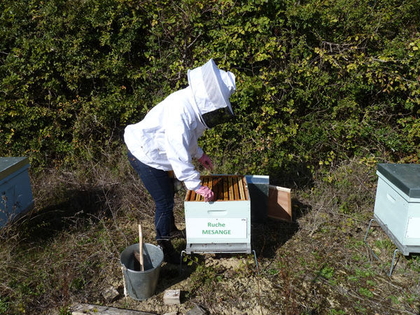 La ruche Mésange
