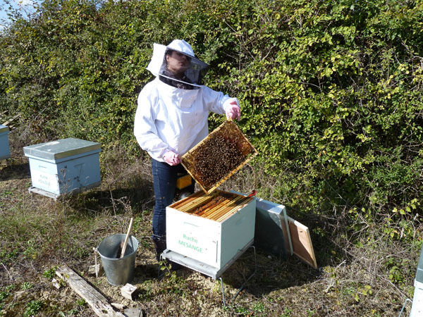 La ruche Mésange