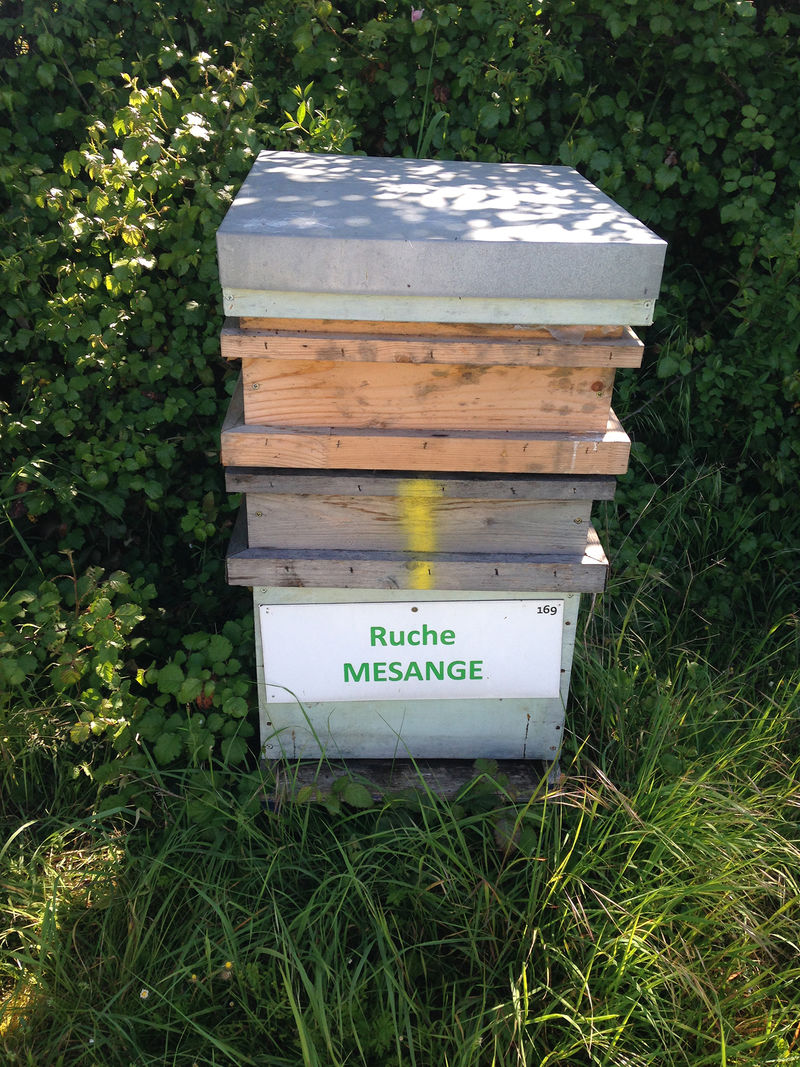 La ruche Mésange