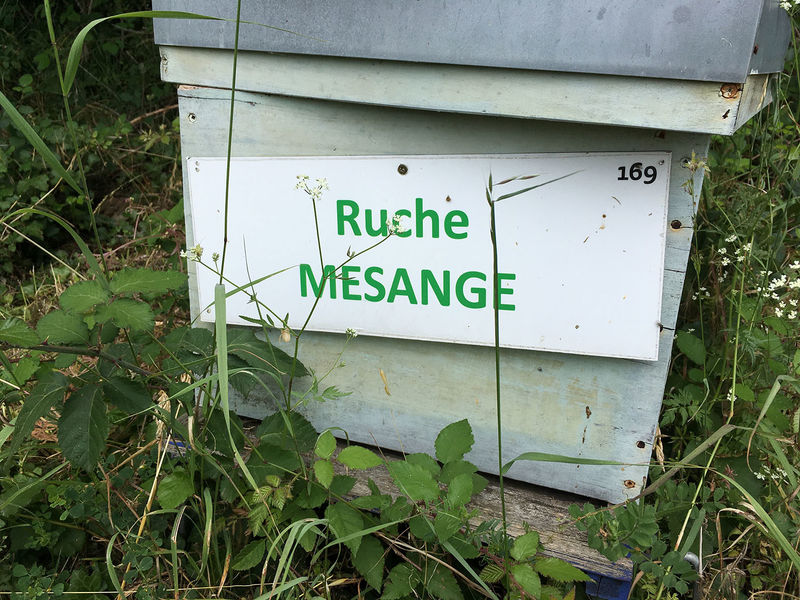 La ruche Mésange