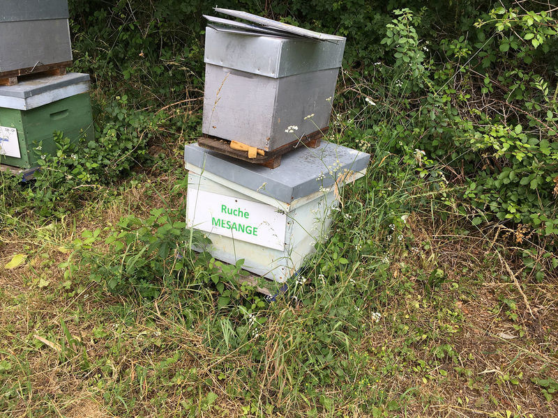 La ruche Mésange
