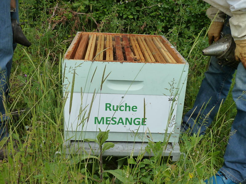 La ruche Mésange