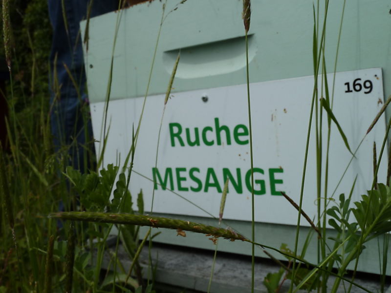 La ruche Mésange