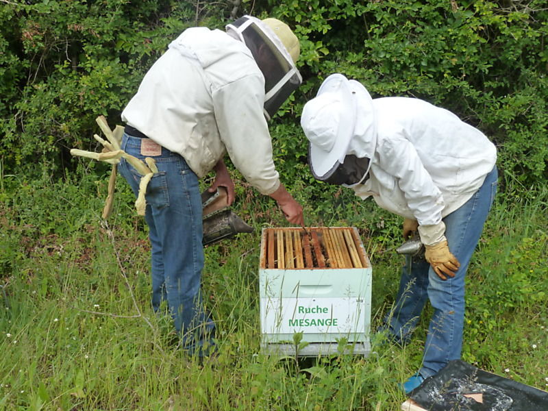 La ruche Mésange
