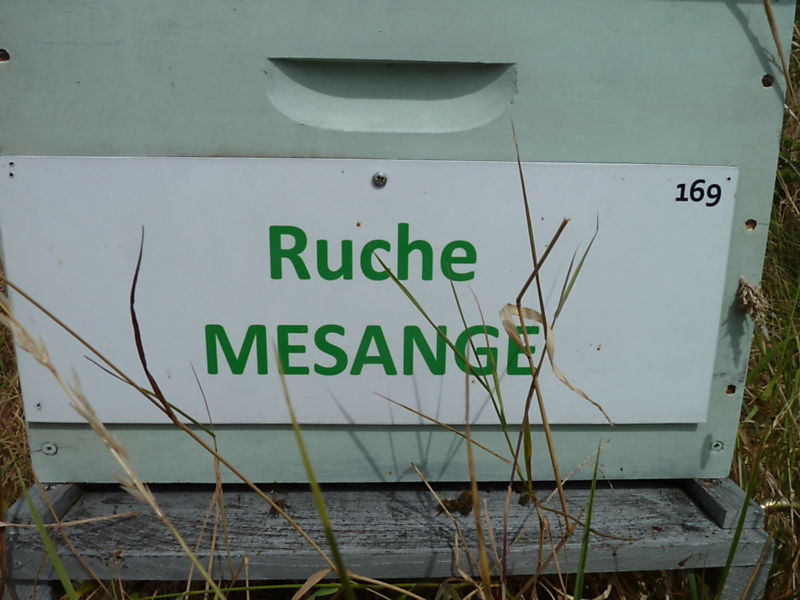 La ruche Mésange