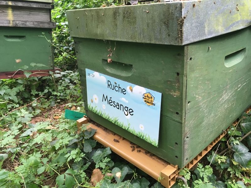 La ruche Mésange