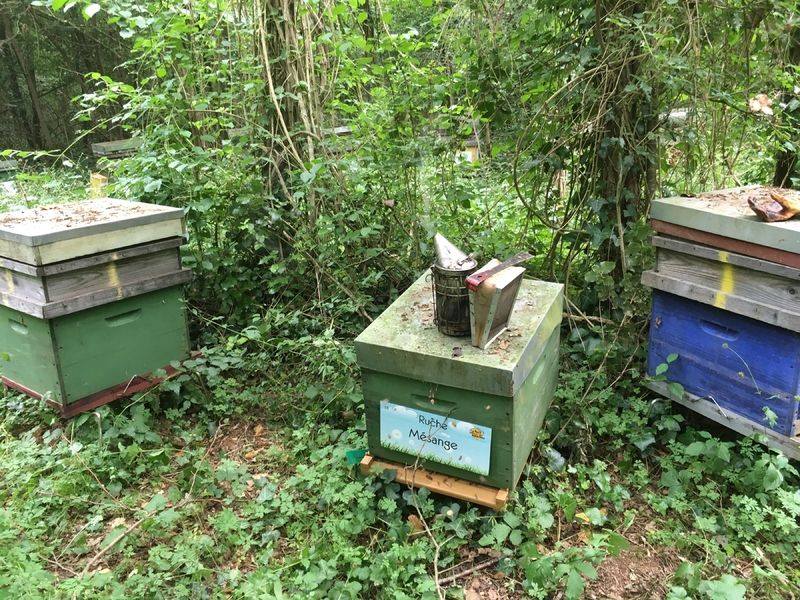 La ruche Mésange