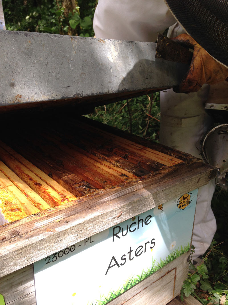 La ruche Asters