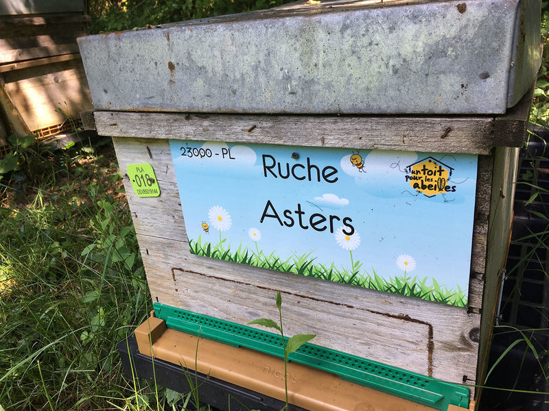 La ruche Asters
