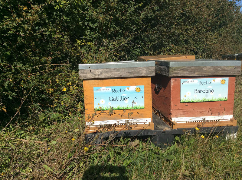 La ruche Bardane 