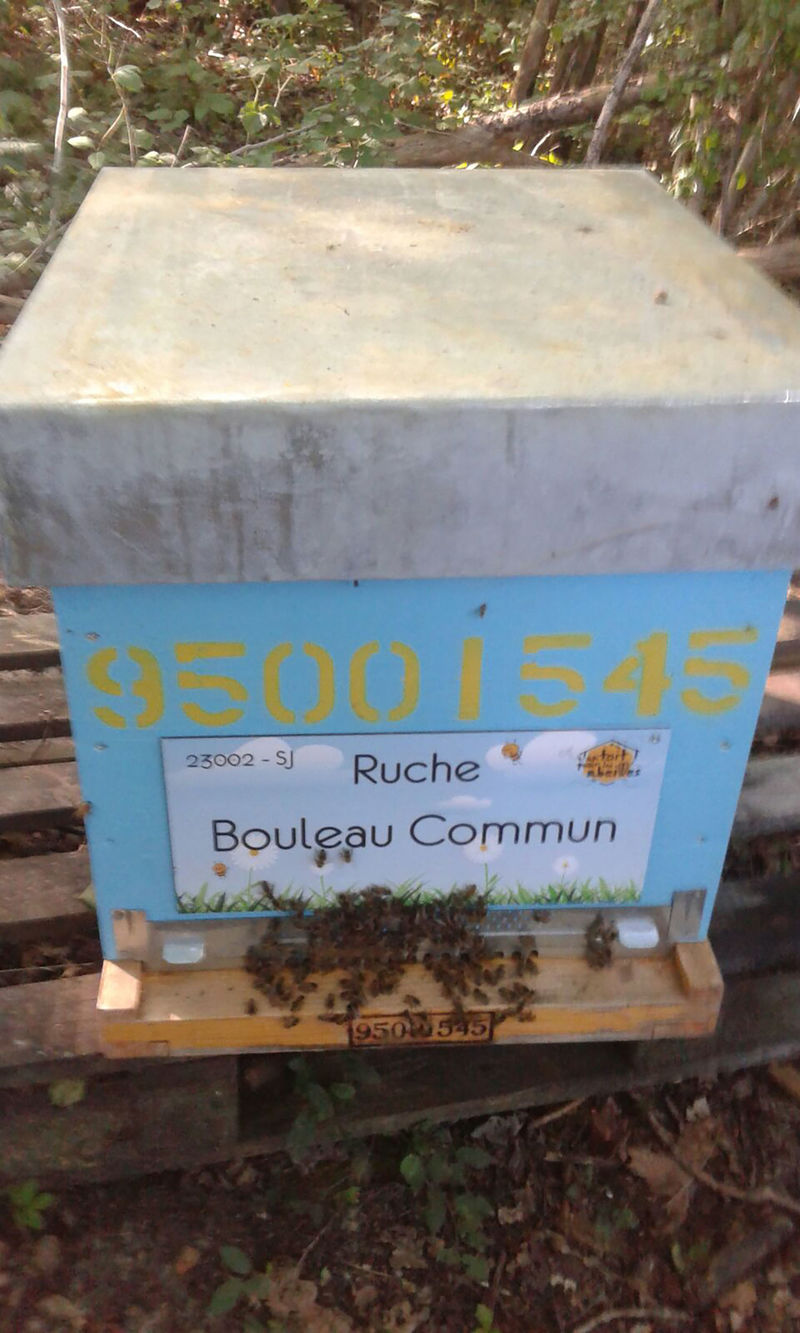 La ruche