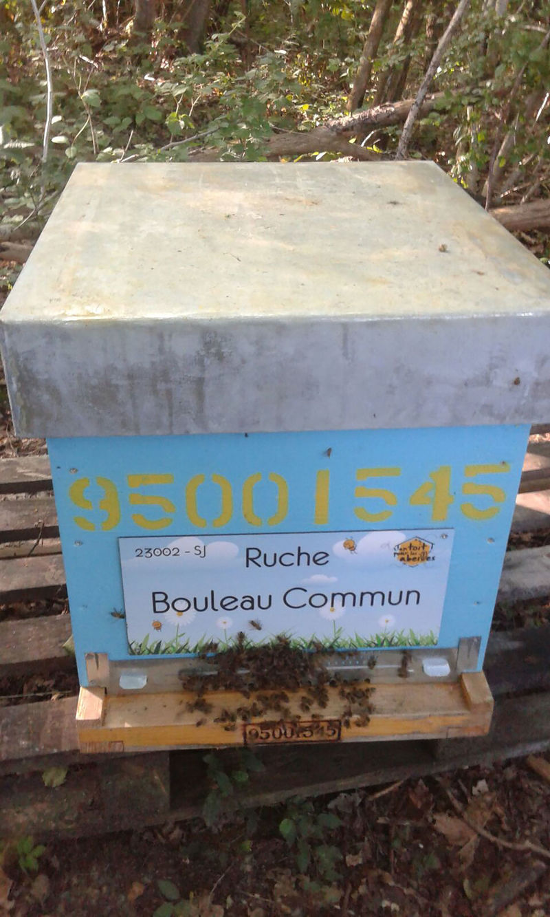 La ruche Bouleau Commun