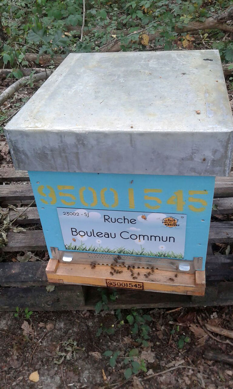 La ruche Bouleau Commun