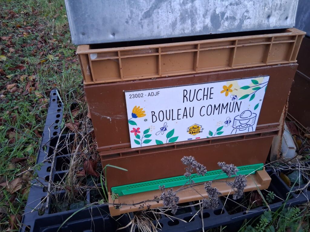 La ruche Bouleau Commun