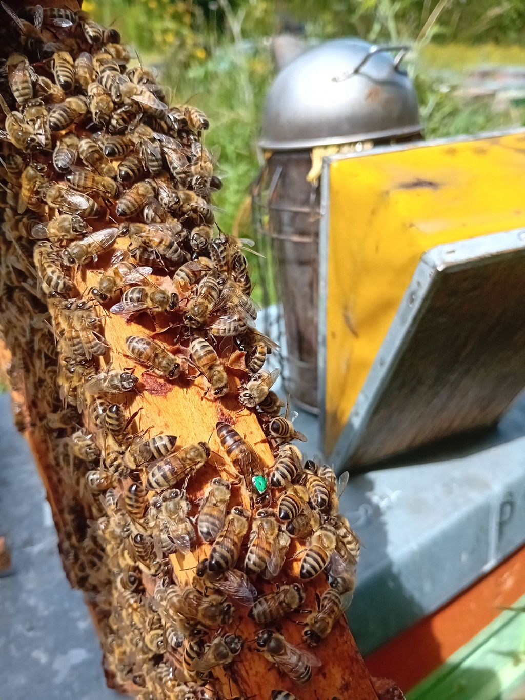 La ruche Bouleau Commun