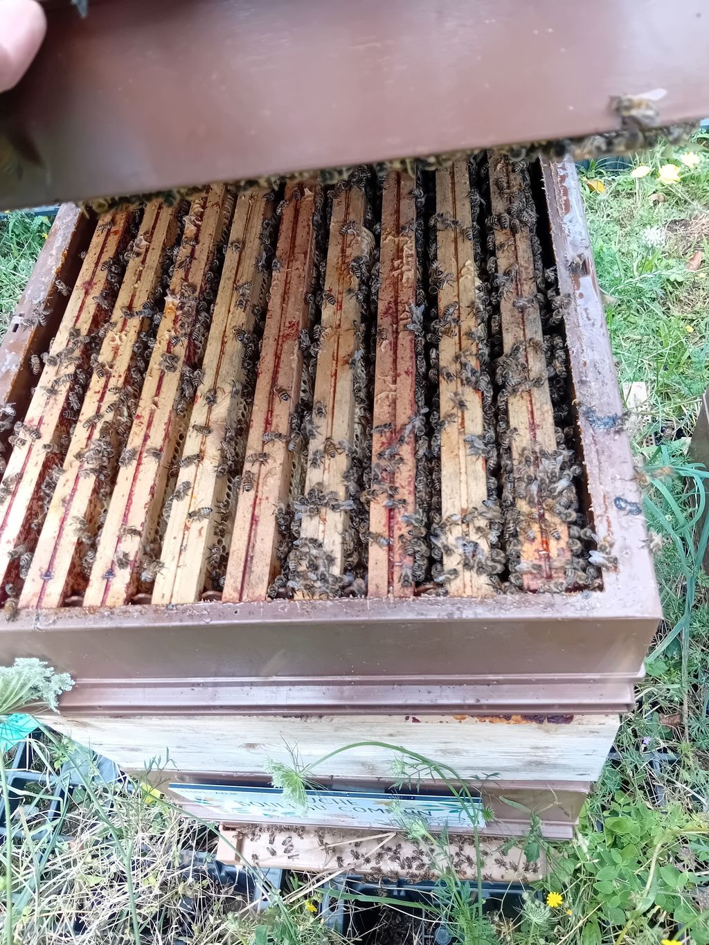 La ruche Bouleau Commun