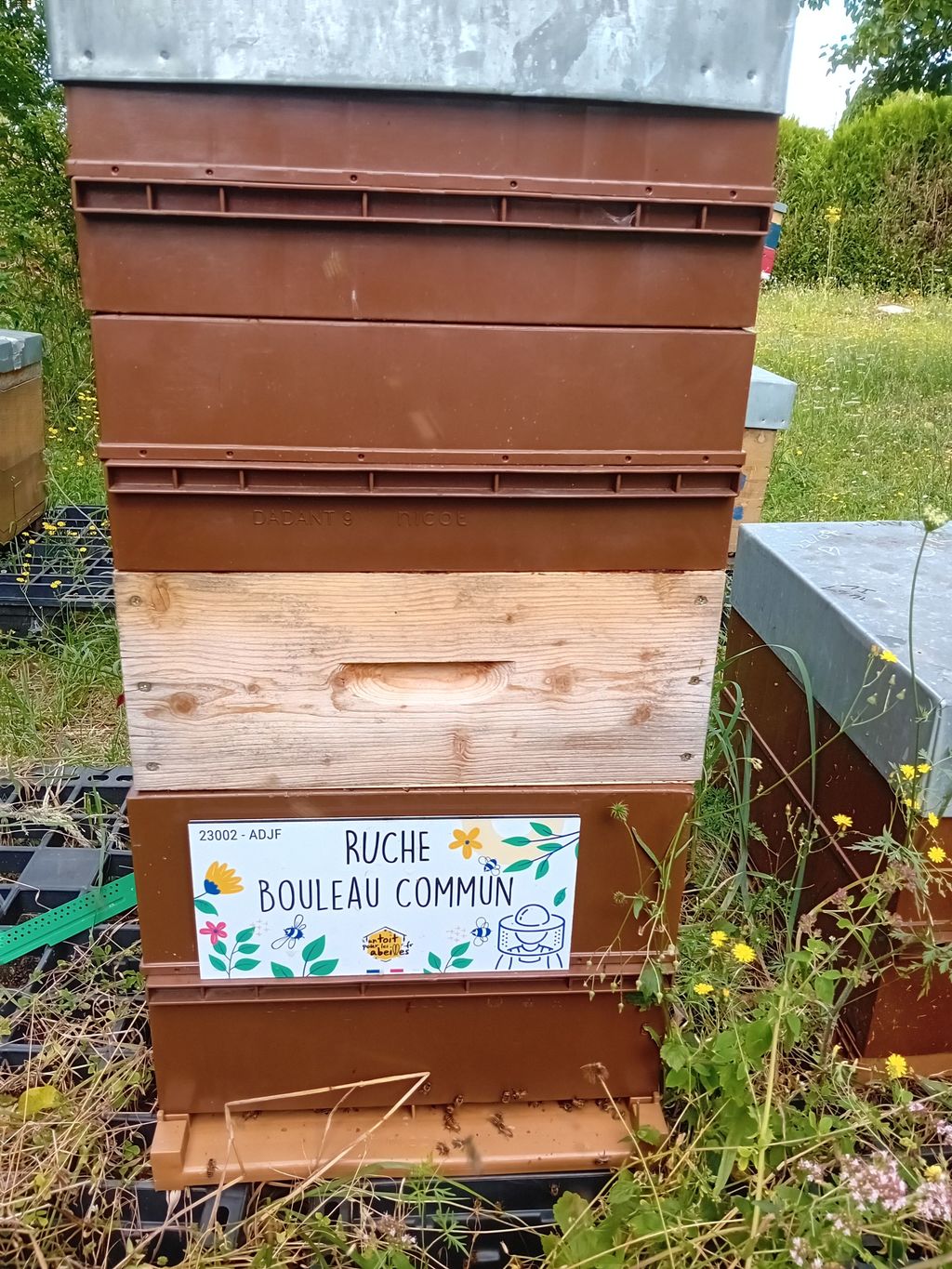 La ruche Bouleau Commun