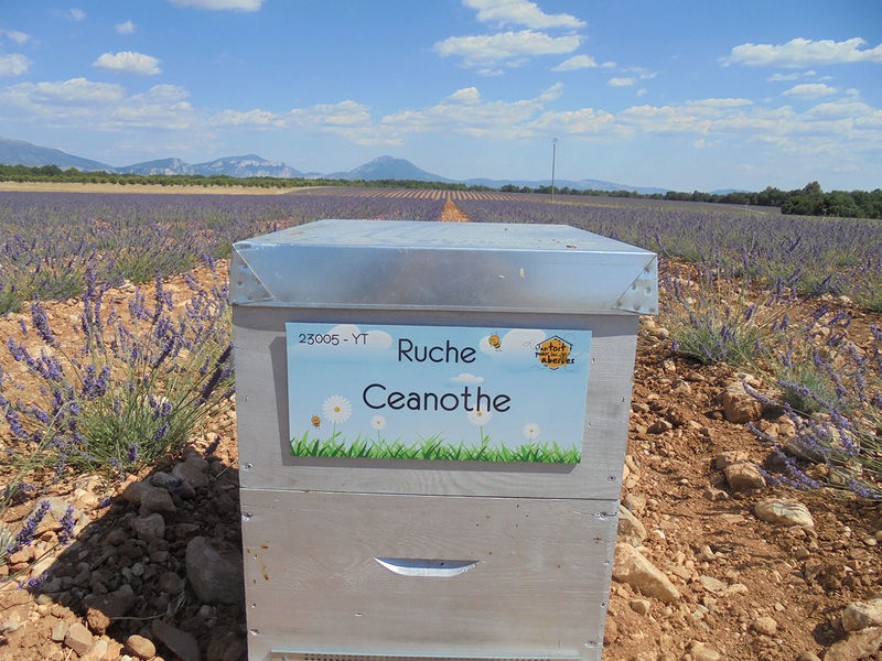 La ruche