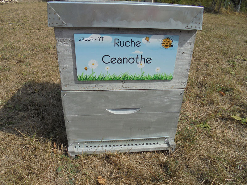 La ruche Ceanothe