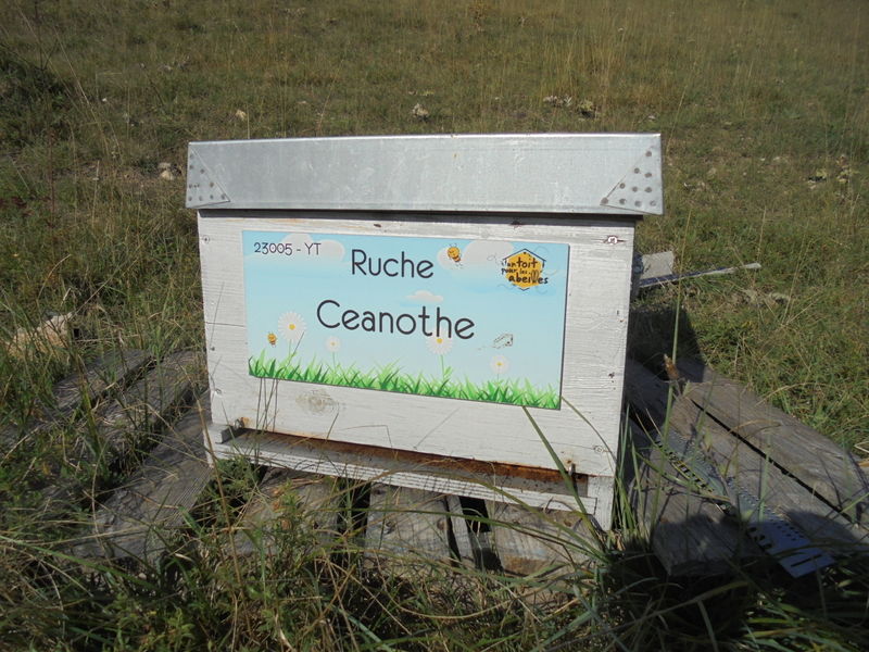 La ruche Ceanothe