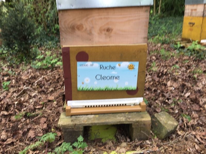 La ruche Cleome