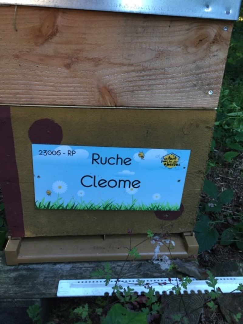 La ruche Cleome
