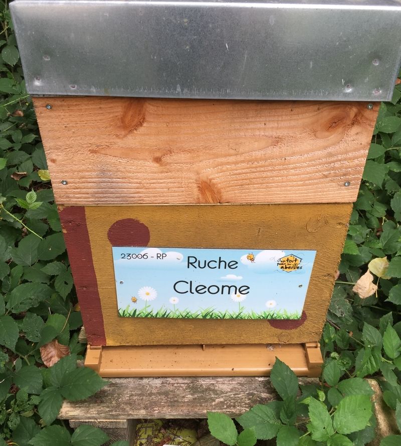 La ruche Cleome