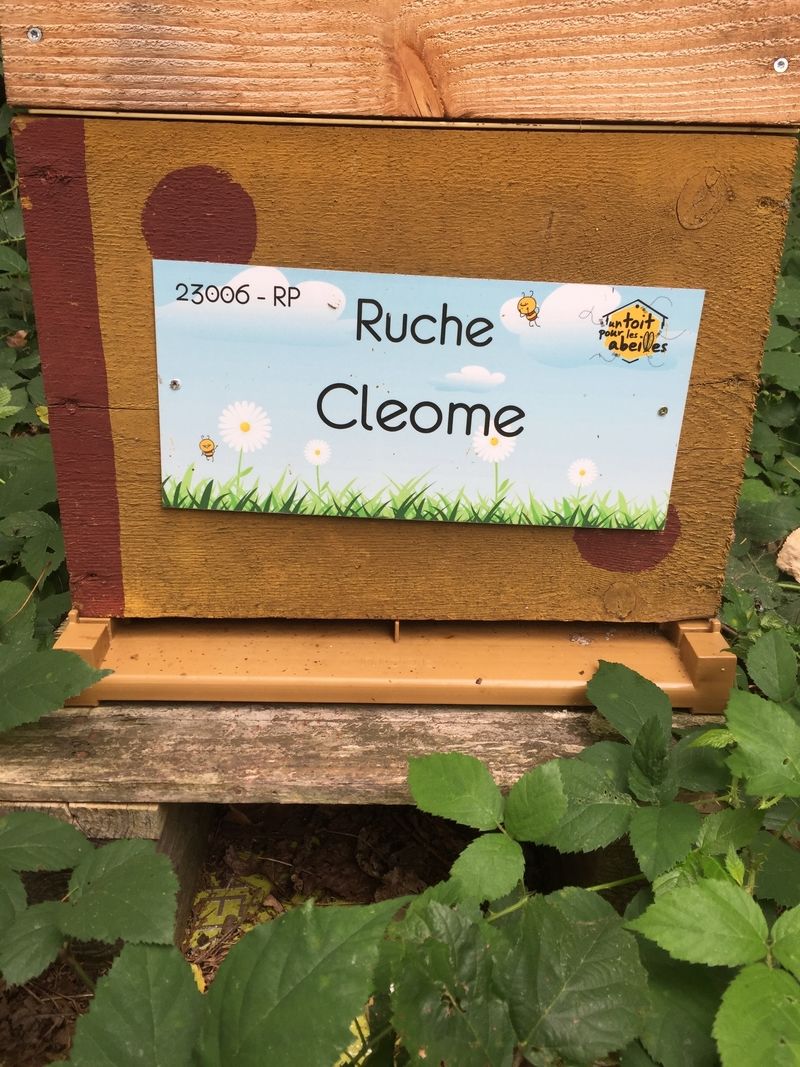 La ruche Cleome