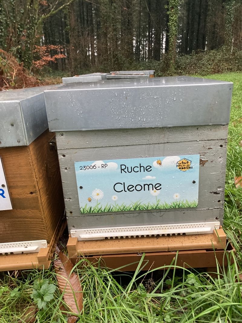 La ruche Cleome