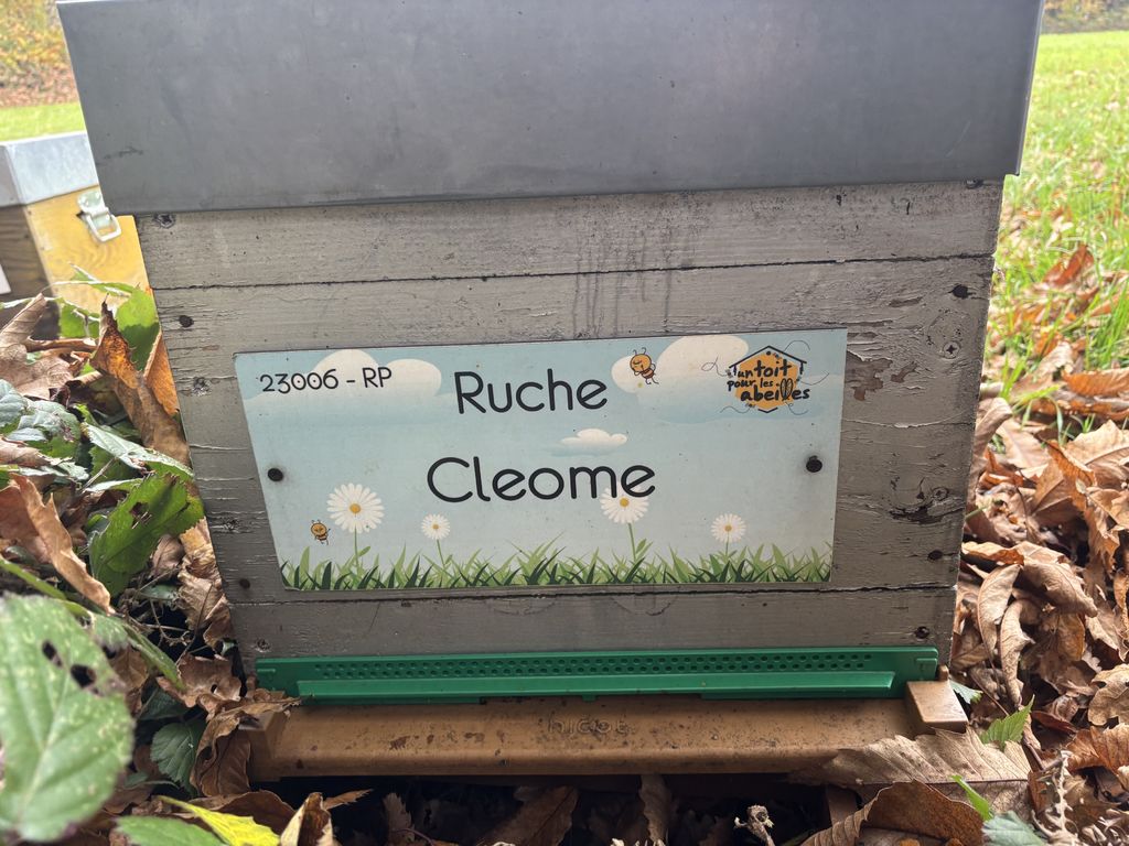 La ruche Cleome