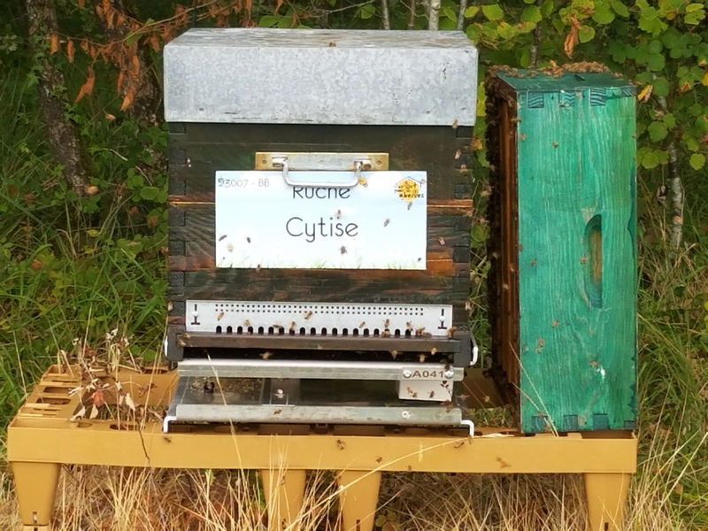 La ruche Cytise