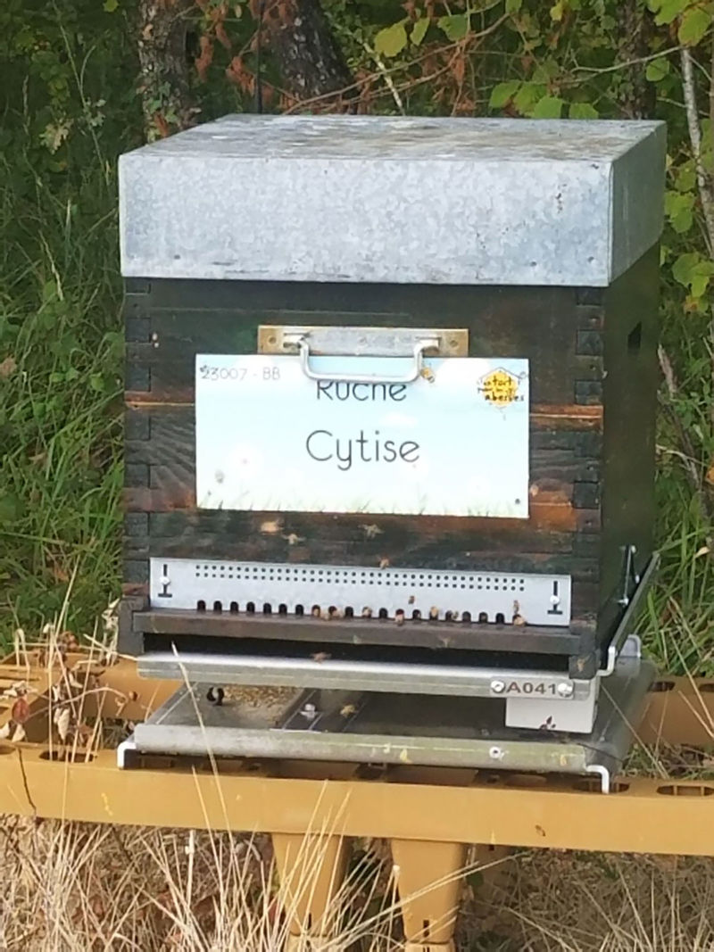 La ruche Cytise