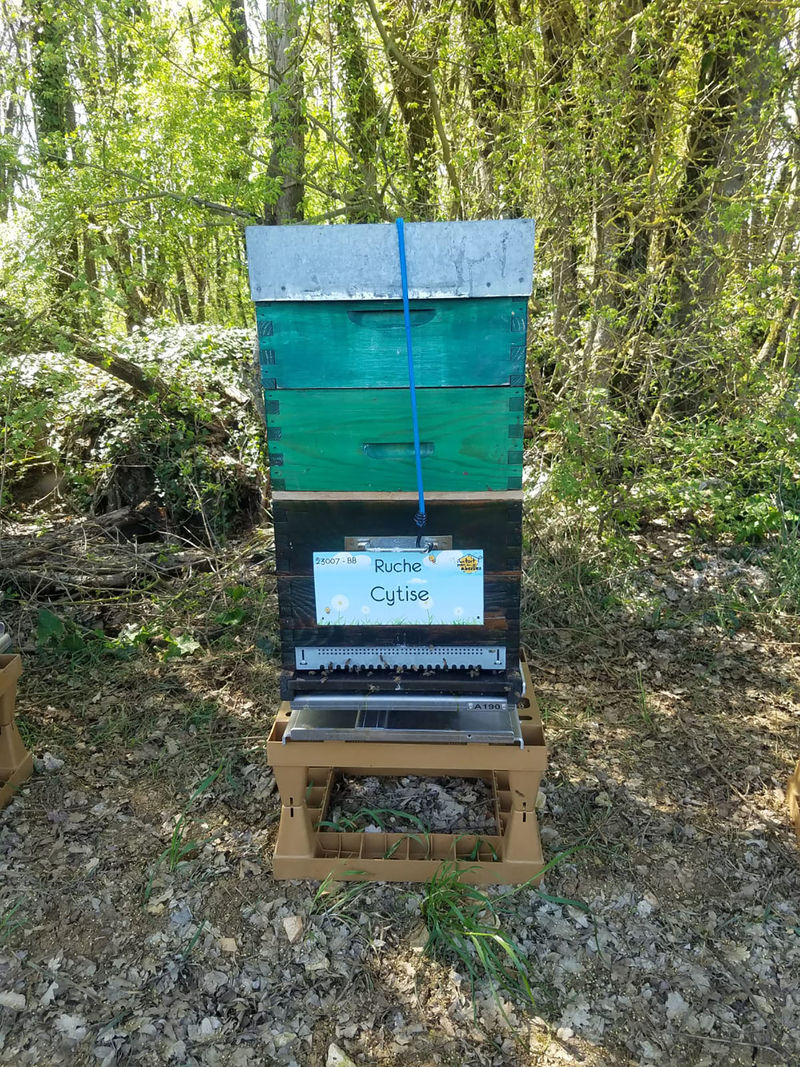 La ruche Cytise