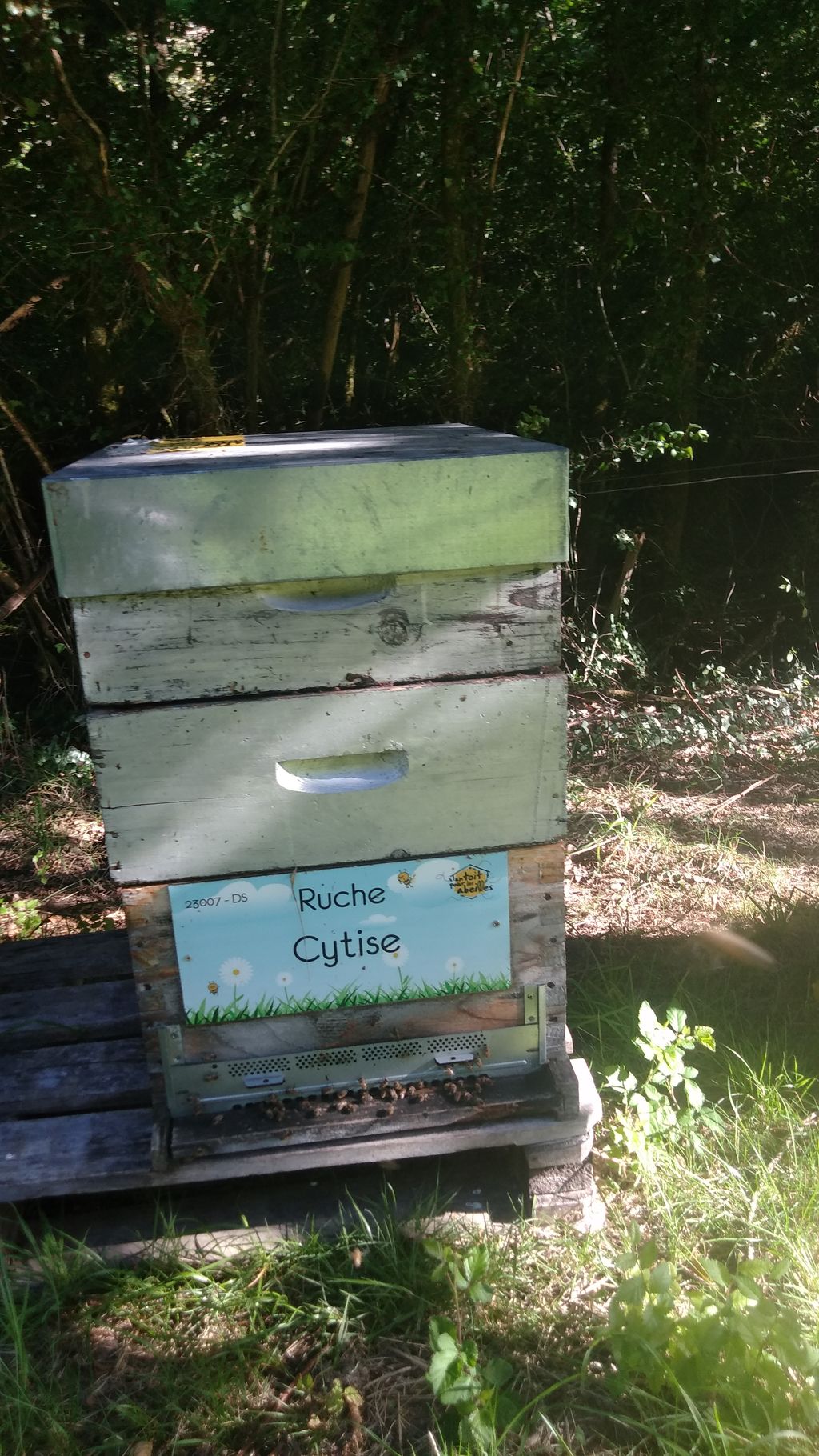 La ruche Cytise