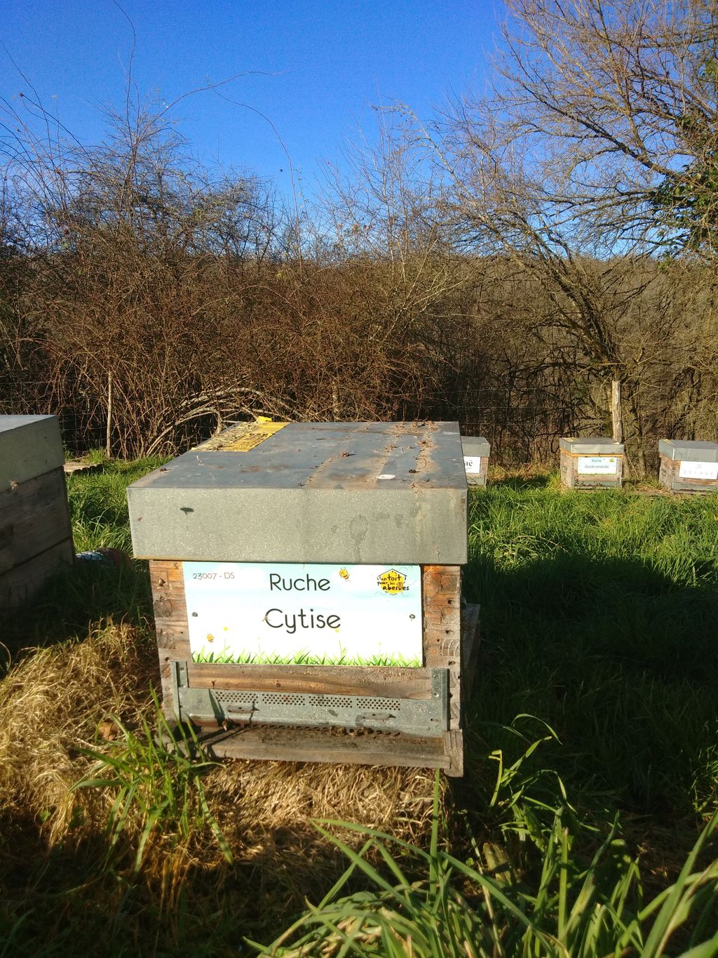 La ruche Cytise