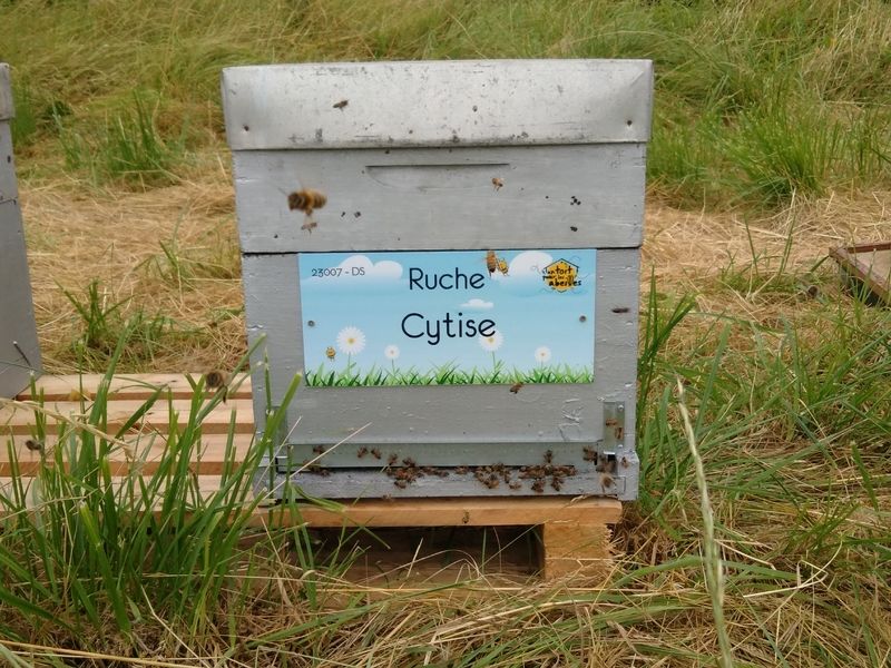 La ruche Cytise