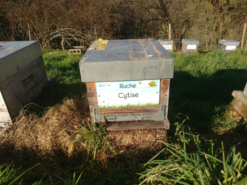La ruche Cytise
