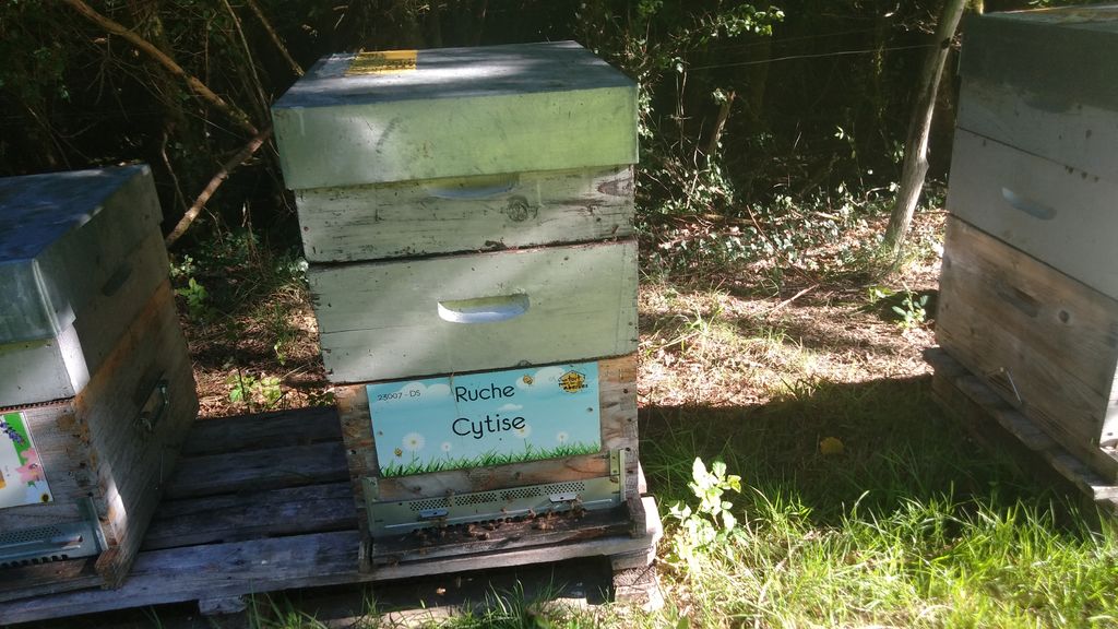 La ruche Cytise