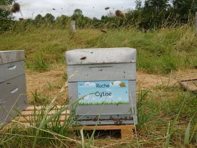 La ruche Cytise