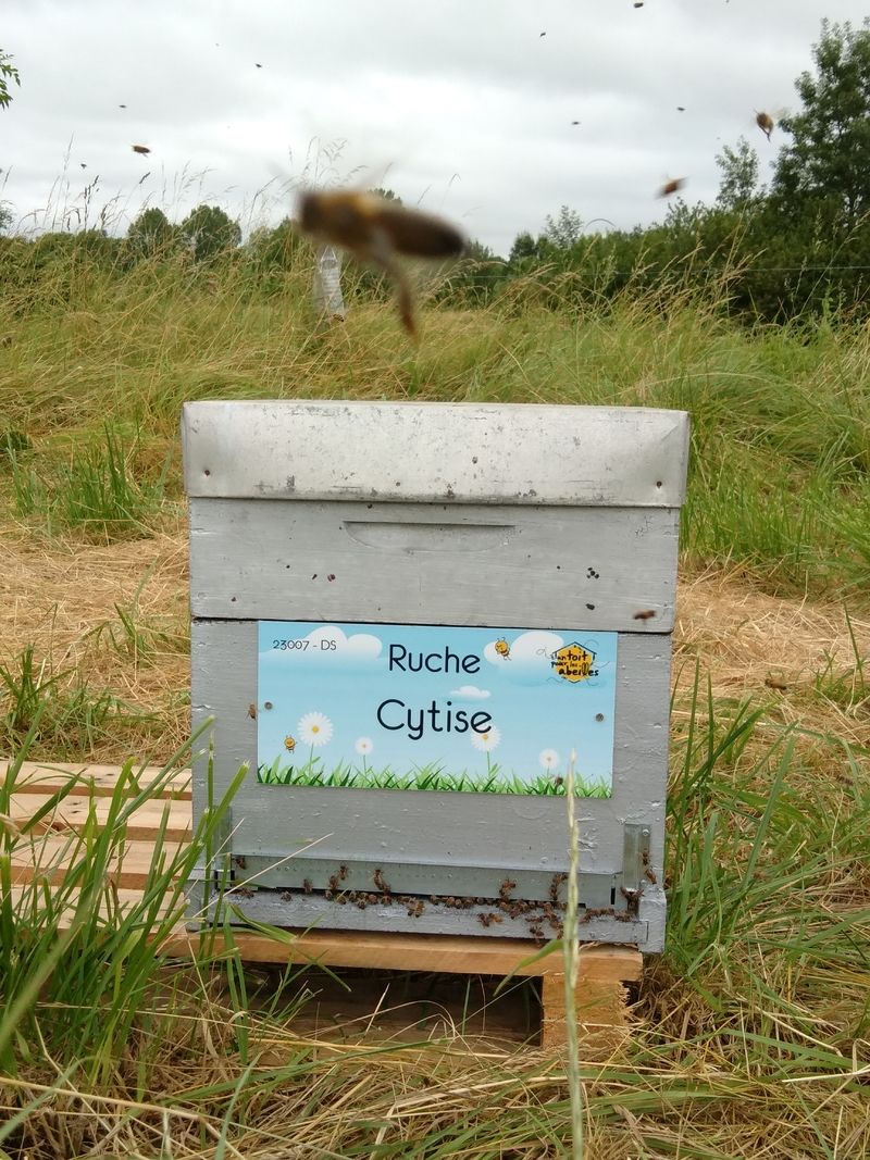 La ruche Cytise