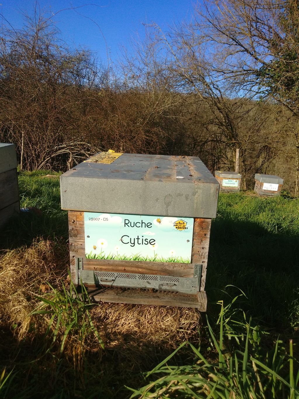 La ruche Cytise