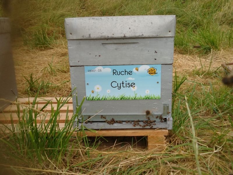 La ruche Cytise